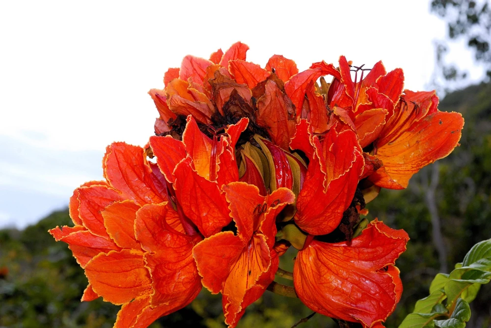 15 Red African Tulip Tree Seeds - Spathodea Campanulata Flame of Forest - Image 7