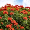 15 Red African Tulip Tree Seeds - Spathodea Campanulata Flame of Forest - Image 1