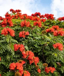 15 Red African Tulip Tree Seeds - Spathodea Campanulata Flame of Forest - Image 1