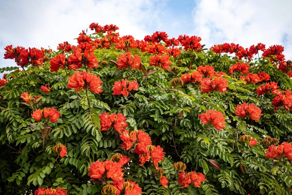 15 Red African Tulip Tree Seeds - Spathodea Campanulata Flame of Forest - Image 1