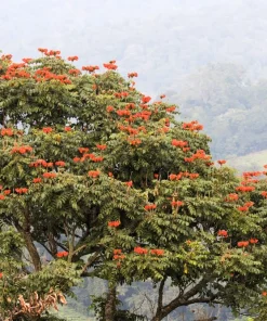 15 Red African Tulip Tree Seeds - Spathodea Campanulata Flame of Forest - Image 8