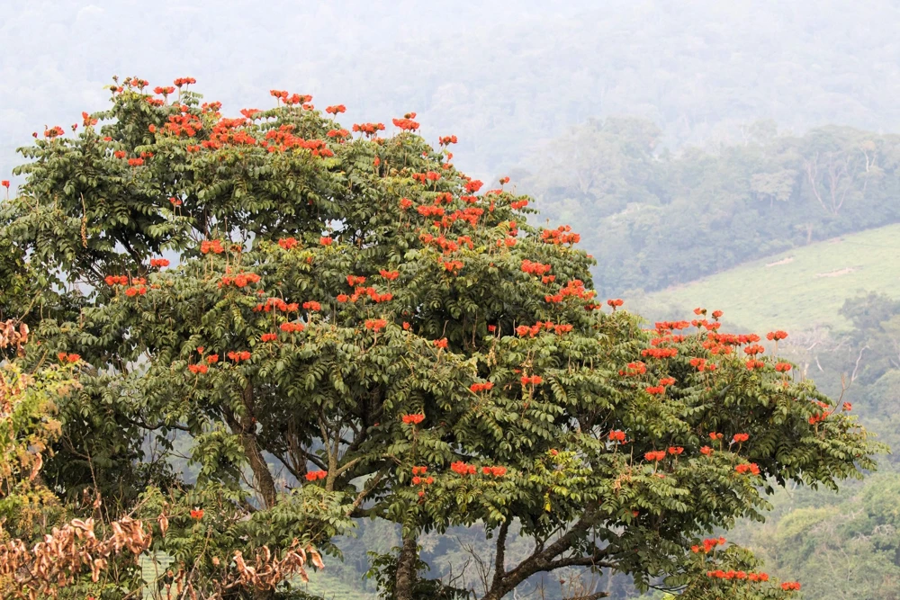 15 Red African Tulip Tree Seeds - Spathodea Campanulata Flame of Forest - Image 8