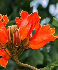 15 Red African Tulip Tree Seeds - Spathodea Campanulata Flame of Forest - Image 9