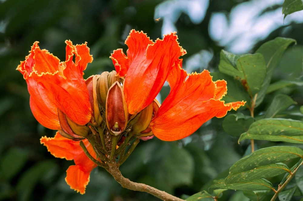 15 Red African Tulip Tree Seeds - Spathodea Campanulata Flame of Forest - Image 9
