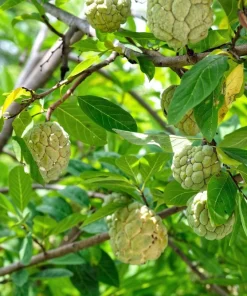 15 Sugar Apple Seeds - Sweetsop Annona Squamosa Fruit Tree Seeds - Image 10