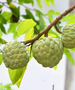 15 Sugar Apple Seeds - Sweetsop Annona Squamosa Fruit Tree Seeds - Image 2