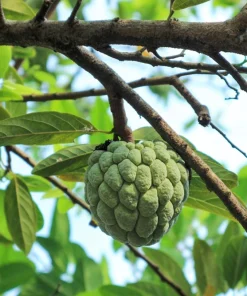 15 Sugar Apple Seeds - Sweetsop Annona Squamosa Fruit Tree Seeds - Image 4