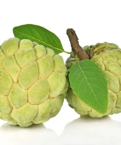 15 Sugar Apple Seeds - Sweetsop Annona Squamosa Fruit Tree Seeds - Image 5