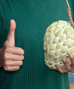 15 Sugar Apple Seeds - Sweetsop Annona Squamosa Fruit Tree Seeds - Image 6