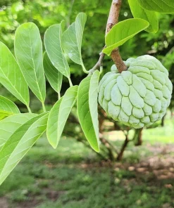 15 Sugar Apple Seeds - Sweetsop Annona Squamosa Fruit Tree Seeds - Image 7