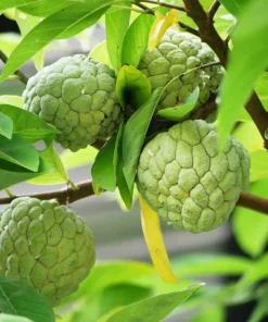15 Sugar Apple Seeds - Sweetsop Annona Squamosa Fruit Tree Seeds - Image 8