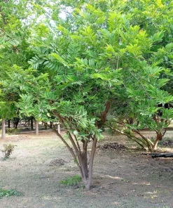 15 Sugar Apple Seeds - Sweetsop Annona Squamosa Fruit Tree Seeds - Image 9