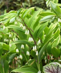 15 Variegated Solomon's Seal Seeds - Polygonatum Biflorum Canaliculatum Flower Seeds - Image 2