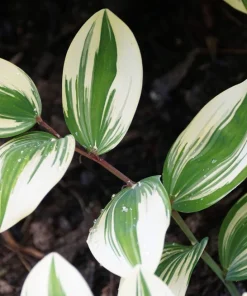15 Variegated Solomon's Seal Seeds - Polygonatum Biflorum Canaliculatum Flower Seeds - Image 3