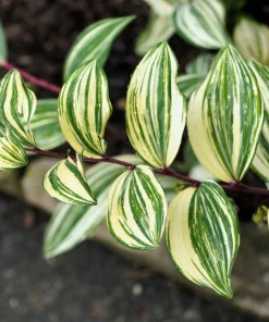 15 Variegated Solomon's Seal Seeds - Polygonatum Biflorum Canaliculatum Flower Seeds - Image 6