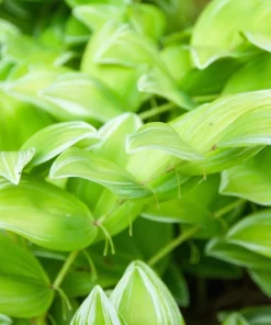 15 Variegated Solomon's Seal Seeds - Polygonatum Biflorum Canaliculatum Flower Seeds - Image 7