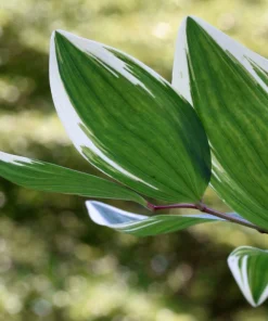 15 Variegated Solomon's Seal Seeds - Polygonatum Biflorum Canaliculatum Flower Seeds - Image 8
