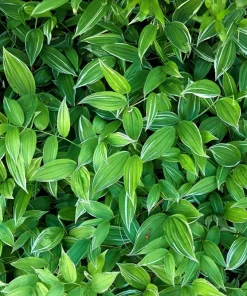 15 Variegated Solomon's Seal Seeds - Polygonatum Biflorum Canaliculatum Flower Seeds - Image 9