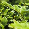 15 Variegated Solomon's Seal Seeds - Polygonatum Biflorum Canaliculatum Flower Seeds - Image 1