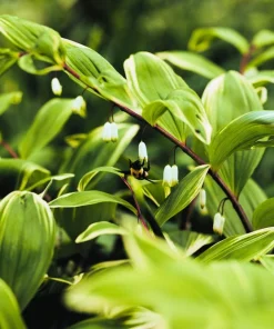 15 Variegated Solomon's Seal Seeds - Polygonatum Biflorum Canaliculatum Flower Seeds - Image 1