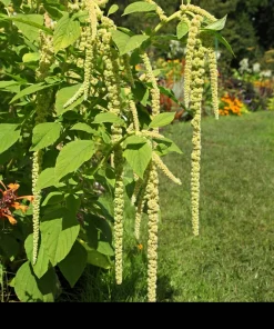 150 Amaranthus Green Tails Seeds - Amaranthus Caudatus Flower Seeds - Image 2