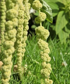 150 Amaranthus Green Tails Seeds - Amaranthus Caudatus Flower Seeds - Image 3