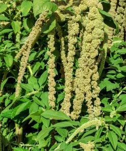 150 Amaranthus Green Tails Seeds - Amaranthus Caudatus Flower Seeds - Image 4