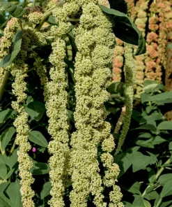 150 Amaranthus Green Tails Seeds - Amaranthus Caudatus Flower Seeds - Image 5