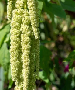 150 Amaranthus Green Tails Seeds - Amaranthus Caudatus Flower Seeds - Image 6