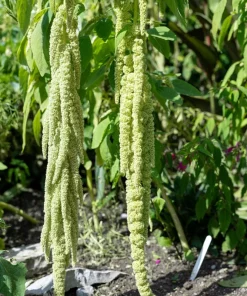 150 Amaranthus Green Tails Seeds - Amaranthus Caudatus Flower Seeds - Image 7