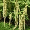 150 Amaranthus Green Tails Seeds - Amaranthus Caudatus Flower Seeds - Image 1