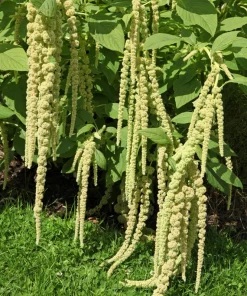 150 Amaranthus Green Tails Seeds - Amaranthus Caudatus Flower Seeds - Image 1