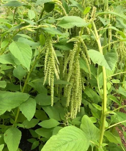 150 Amaranthus Green Tails Seeds - Amaranthus Caudatus Flower Seeds - Image 8