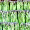 150+ ASPARAGUS SEEDS PERENNIAL SPRING GARDEN VEGETABLE HEIRLOOM NON-GMO USA - Image 1