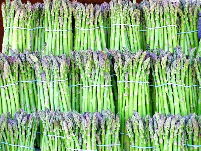 150+ ASPARAGUS SEEDS PERENNIAL SPRING GARDEN VEGETABLE HEIRLOOM NON-GMO USA - Image 1