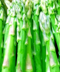 150+ Asparagus Seeds - Perennial Vegetable, Heirloom, Non-GMO for Gardens - Image 4