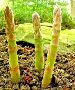 150+ Asparagus Seeds - Perennial Vegetable, Heirloom, Non-GMO for Gardens - Image 1