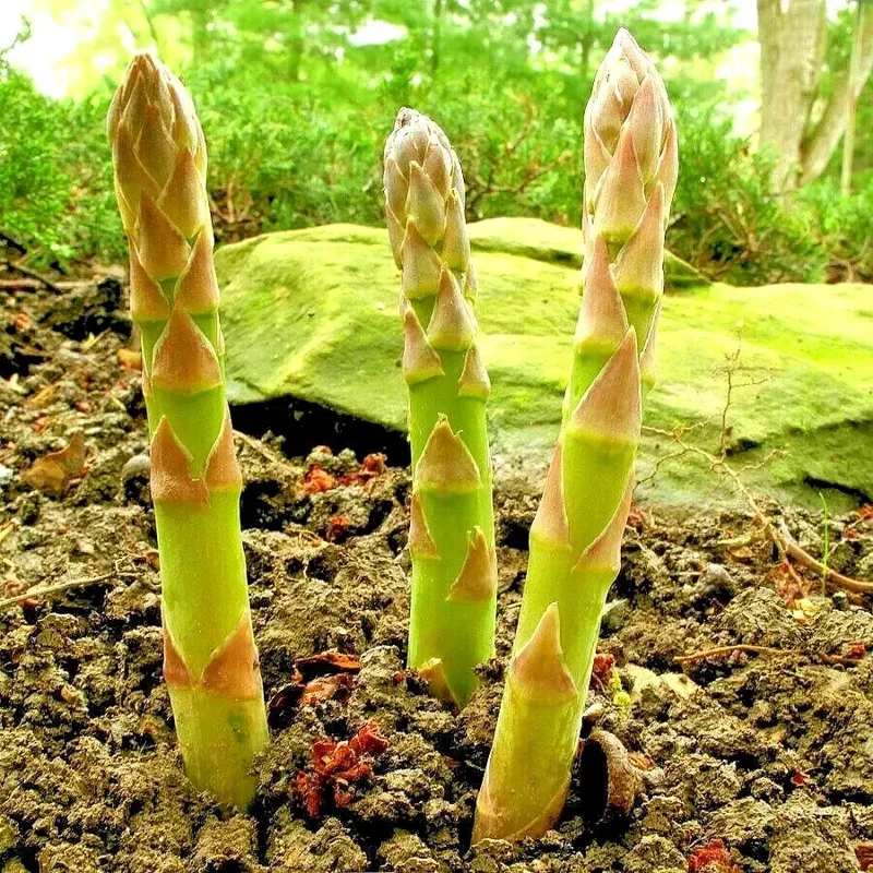 150+ Asparagus Seeds - Perennial Vegetable, Heirloom, Non-GMO for Gardens - Image 1