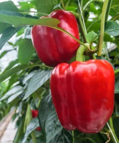 150 Big Red Bell Pepper Seeds – Sweet Capsicum Annuum Vegetable Seeds - Image 2