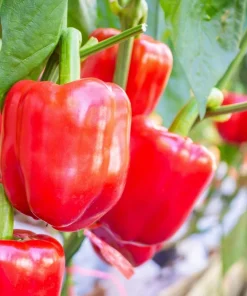 150 Big Red Bell Pepper Seeds – Sweet Capsicum Annuum Vegetable Seeds - Image 3