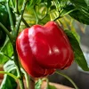 150 Big Red Bell Pepper Seeds – Sweet Capsicum Annuum Vegetable Seeds - Image 1