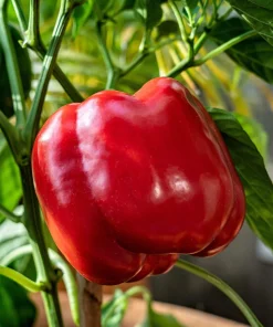 150 Big Red Bell Pepper Seeds – Sweet Capsicum Annuum Vegetable Seeds - Image 1