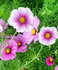 150 Daydream Cosmos Seeds – White & Pink Bicolor Flowers – Cosmos Bipinnatus - Image 2