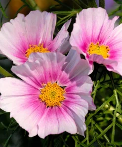 150 Daydream Cosmos Seeds – White & Pink Bicolor Flowers – Cosmos Bipinnatus - Image 3