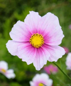 150 Daydream Cosmos Seeds – White & Pink Bicolor Flowers – Cosmos Bipinnatus - Image 4