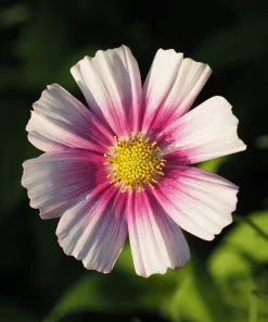 150 Daydream Cosmos Seeds – White & Pink Bicolor Flowers – Cosmos Bipinnatus - Image 5
