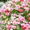 150 Daydream Cosmos Seeds – White & Pink Bicolor Flowers – Cosmos Bipinnatus - Image 1
