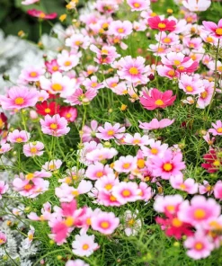 150 Daydream Cosmos Seeds – White & Pink Bicolor Flowers – Cosmos Bipinnatus - Image 1