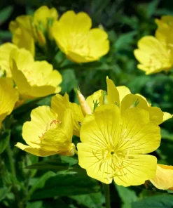 150 Dwarf Evening Primrose Seeds - Missouri Primrose, Oenothera Macrocarpa, Yellow Flowers, Zones 3-9 - Image 2
