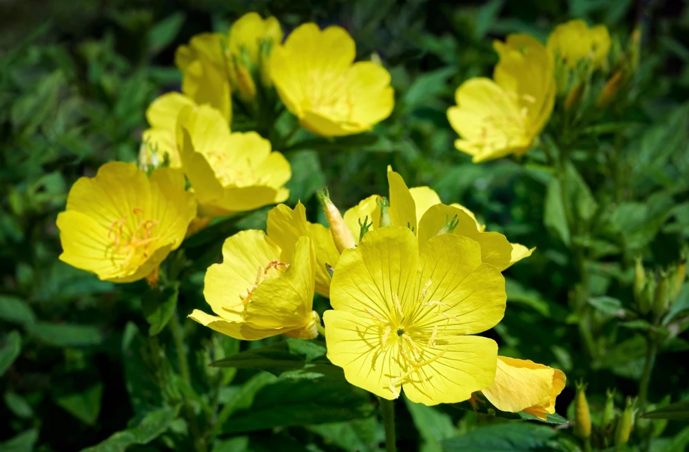 150 Dwarf Evening Primrose Seeds - Missouri Primrose, Oenothera Macrocarpa, Yellow Flowers, Zones 3-9 - Image 2